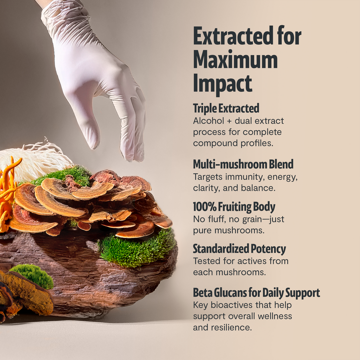 Ultimate Six-Mushroom Complex Powder