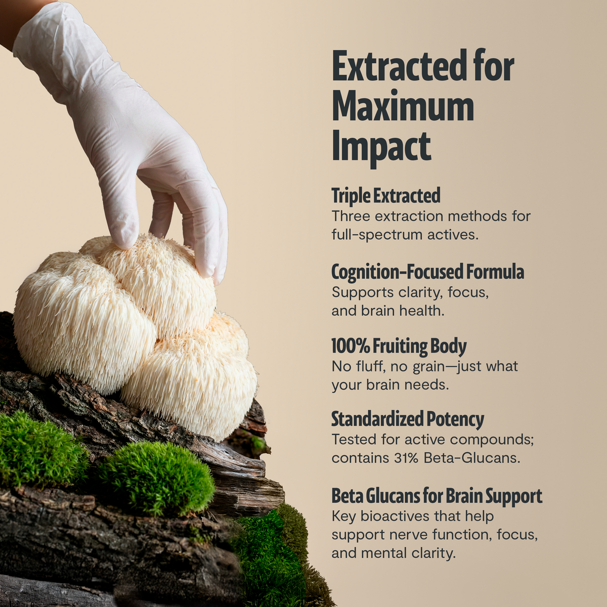 Organic Lion’s Mane Mushroom Powder – 60 Servings