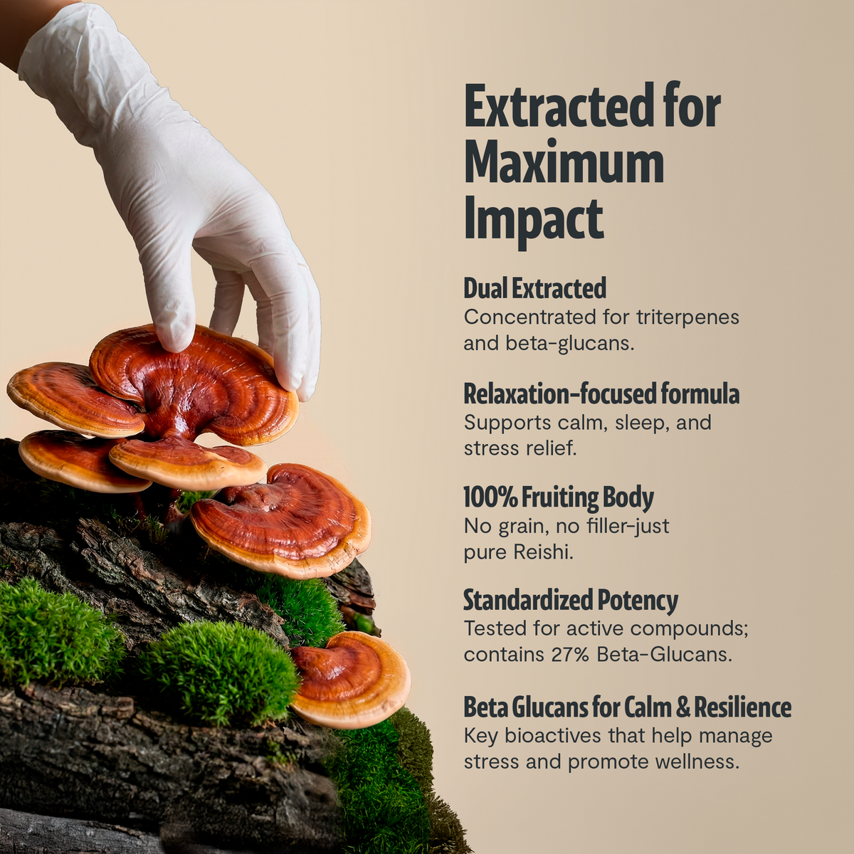 Organic Reishi Capsules – 120 Count